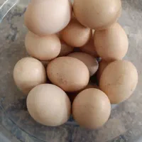 خاگ یاتخم لاری