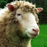 گوسفندتازه تغذیه‌ پرواری وبهداشتی باگوشواره سلامت