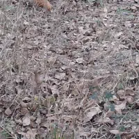 خروس ۶ ماهه امپراطور|حیوانات مزرعه|رودبار, |دیوار