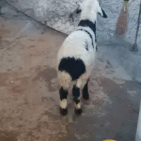 بره ماده شیری|حیوانات مزرعه|سیلاخور, |دیوار