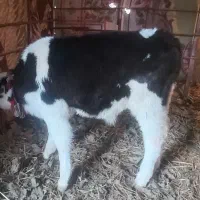 گوساله سیمینتال نر