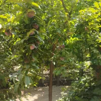 باغ چهار دیواری بهمراه بنا|فروش زمین و ملک کلنگی|احمدآبادمستوفی, |دیوار