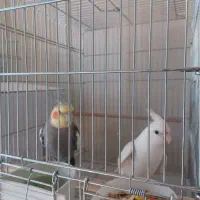 جفت عروس هلندی|پرنده|کرمان, |دیوار