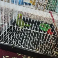 طوطی ملنگو|پرنده|سراوان, |دیوار