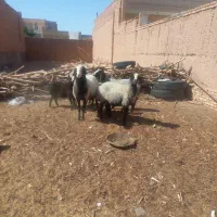 قوچ شال