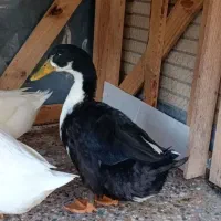 اردک های زیبا|حیوانات مزرعه|دوگنبدان, |دیوار