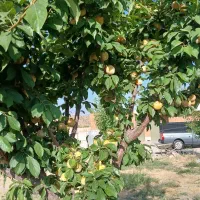 فروش ۷۰۰۰ متر باغ ثمری