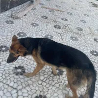 واگذاری سگ ژرمن ماده 9 ماهه شناسنامه دار|سگ|لاهیجان, لیالستان|دیوار