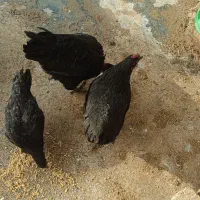 مرغ و خروس رسمی.فوری فروشی