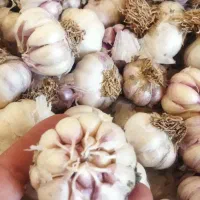 سیر کویر(طرود )