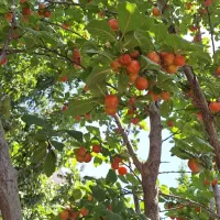 باغ نقلی در خوش آب وهواترین منطقه