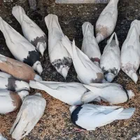 فروش 10جفت طوقی|پرنده|مبارکه, |دیوار