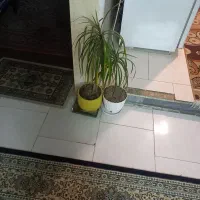 گل وگیاه آپارتمانی واستند جا گل ۹تاگلدون