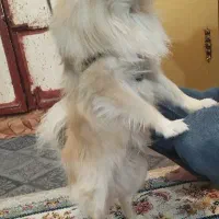 فروش سگ خانگی شناسنامه دار واکسینه خورده|سگ|زابل, |دیوار