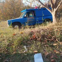 خرید درخت زایات قلمه ب مناسب تر ین قیمت