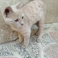 گربه