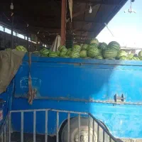 هندوانه گاوی