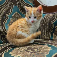 واگذاری بچه گربه نارنجی