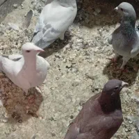 کبوتر|پرنده|راین, |دیوار