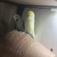 مرغ عشق انگلیسی