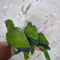 راهب سرلاکی دستی