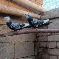 جوجه دم سیاه