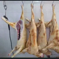 دامداری دارای تنوع زیاد گوسفند زنده +وزن وهرنژاد+