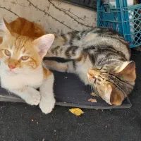 واگذاری رایگان گربه ماده زرد و سفید|گربه|قائم‌شهر, |دیوار