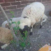 بره گوسفند
