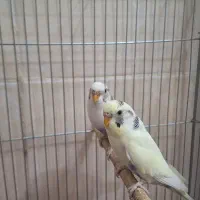 مرغ عشق|پرنده|فولادشهر, مسکن مهر فولادشهر|دیوار