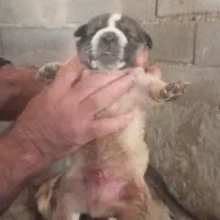 سگ کته پژدر|سگ|قائمشهر, |دیوار