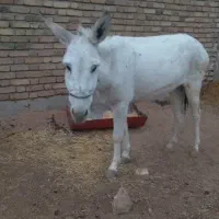 اخلاق جوان ماده|حیوانات مزرعه|بیستون, |دیوار