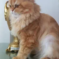 پرشین|گربه|اردبیل, |دیوار