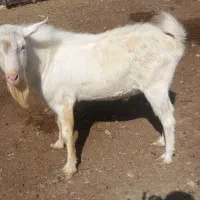 نربز سانن