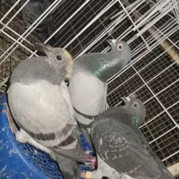 جفت کبوتر پلاکی شناسنامه دار