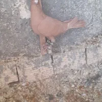 ماده زرد کرمانی|پرنده|قائن, |دیوار