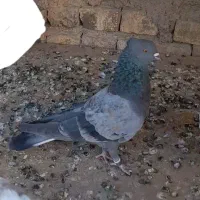 یک جفت کبوتر کلکسیونی