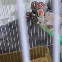 فنچ لپ سیاه و زبرا عروس تاج پرنسسی|پرنده|مشهد, نوده|دیوار