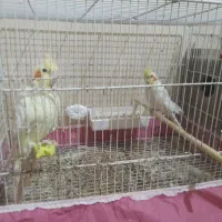 عروس هلندی جفت