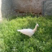 طاووس‌نروجوجه‌طاووس‌ارسال‌ازباغملک|پرنده|اهواز, کوی نفت|دیوار