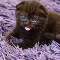 بچه گربه های اشرافی اسکاتیش و‌ بریتیش