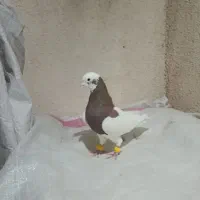 کفتر طوق سرخ