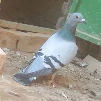 سبز ماده مسافتی آلمانی|پرنده|مشهد, قائم|دیوار