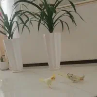 یه جفت عروس هلندی دستی سالم با قفس و لوازم کامل