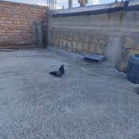 سبز ماده|حیوانات|میاندوآب, |دیوار