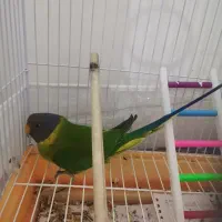 طوطی ملنگوسرفندقی معاوضه هم میشه