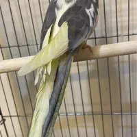 عروس هلندی نر بالغ