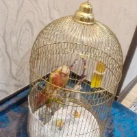 دو عدد طوطی گرینچیک|پرنده|کهریزک, |دیوار