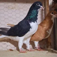 جفتی سالم و ذات دار سبزوساراوقون آلمانی وساده سیاه