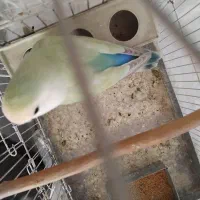 طوطی برزیلی رنگ خاص ماده|پرنده|ملارد, |دیوار